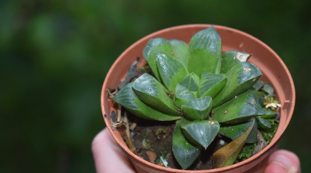 Close-up of a hand holding a Haworthiopsis retusa succulent in a plastic pot against a blurred green background. The plant is young and consists of a rosette of attractive translucent dark green triangular leaves with light green stripes.