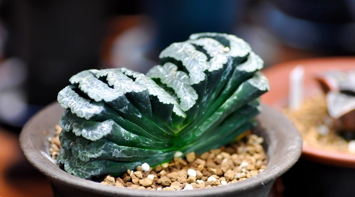 Close-up of a succulent Haworthiopsis truncata in a clay pot with decorative small pebbles. The plant has dark green leaves with flat, rectangular tops. The leaves grow in dense rows.