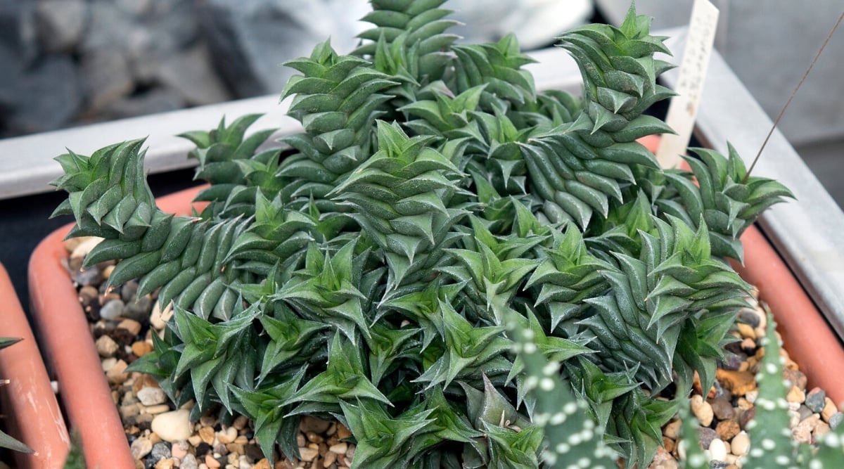 Close-up of a Haworthiopsis viscosa succulent in a large square brown flower pot with decorative pebbles. The plant forms several tall rosettes which consist of triple, dark green, pointed leaves superimposed on each other.