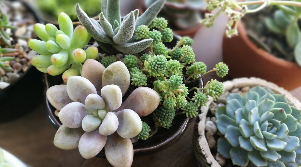 Healthy Watered Succulent plants sitting on a windowsill. There are a number of different types all in separate pots. There is one larger pot with many of the succulents in a single pot.