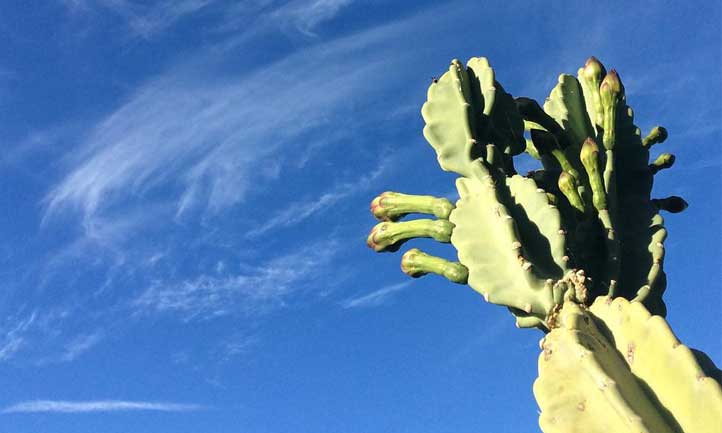 A beautiful hedge cactus against the bright blue sky