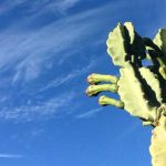 hedge-cactus-or-screw-cactus