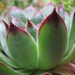 hen-and-chicks-plant