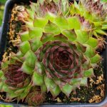 hens-and-chicks