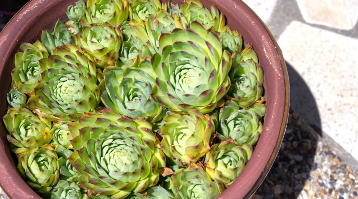 Top view, close-up of a succulent plant in a large brown flower pot in the garden. The plant is short, densely grown, consisting of many dense rosettes with fleshy, bright green, oblong, upward directed leaves with purple and pointed edges.