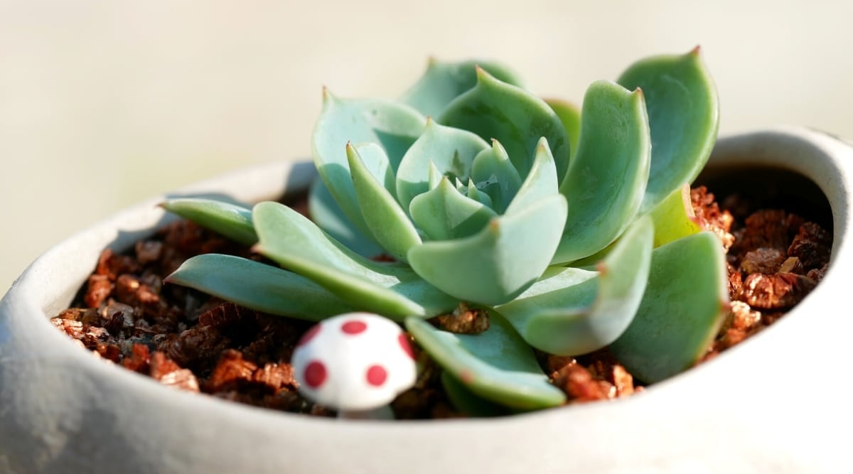 Close-up of a succulent plant in a white ceramic pot. The plant produces fleshy green leaves in the shape of a rosette. The ground is covered with orange pebbles. Decorative white ceramic mushroom in the soil.