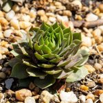 hens-and-chicks-plant-growing-in-garden