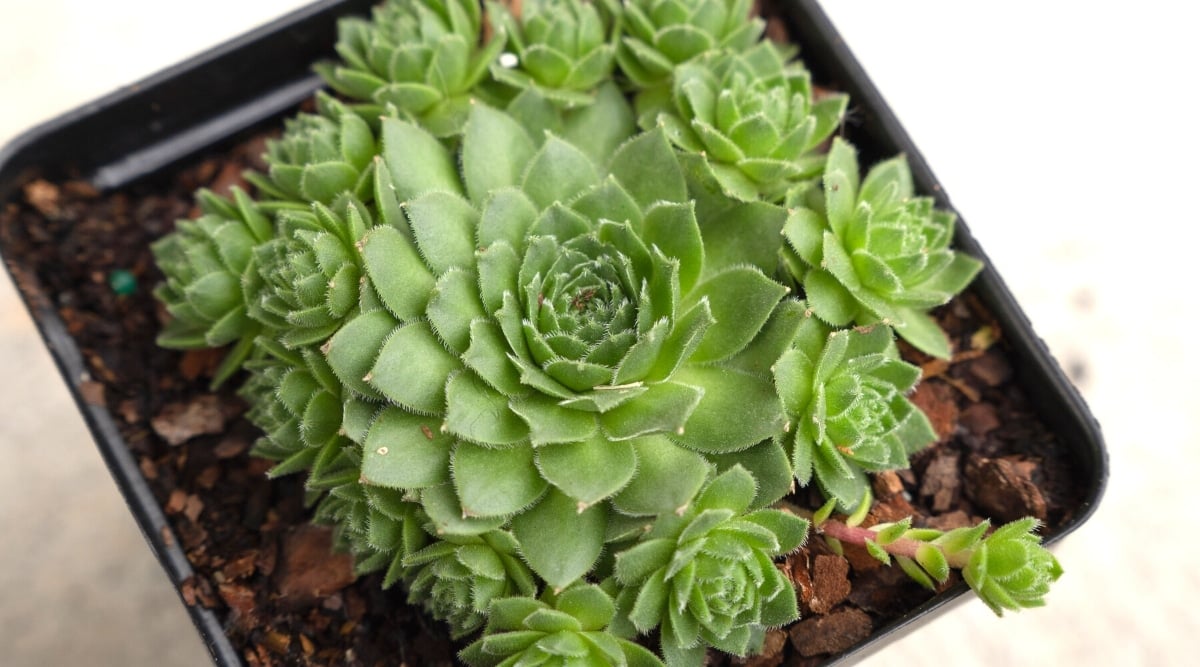 Close-up of a Succulent in a black square plastic pot on a white background. The plant is a dense rosette of fleshy dark green leaves covered with fine white hairs. The plant is surrounded by small rosettes - offsets.