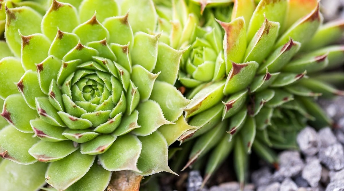 Close-up of succulent plant surrounded by white decorative stone. The plant has dense rosettes, consisting of oval, bright green, juicy, thick leaves with pointed and burgundy edges.