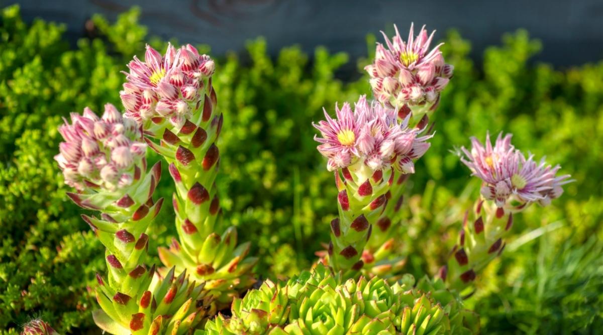 Hens and Chicks With Pink Flowers