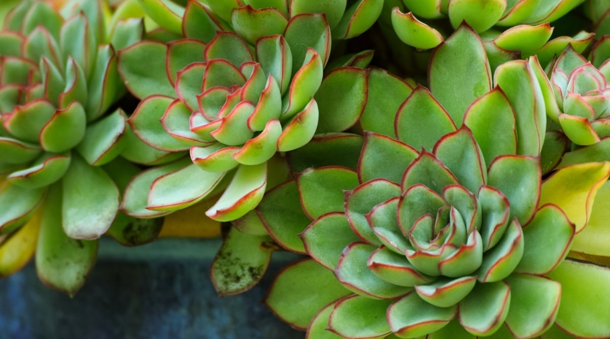 Close-up of a succulent plant in a pot. Many beautiful, dense, bright green rosettes with oval, pointed leaves and red tips. The plants are a bit like rubber roses.