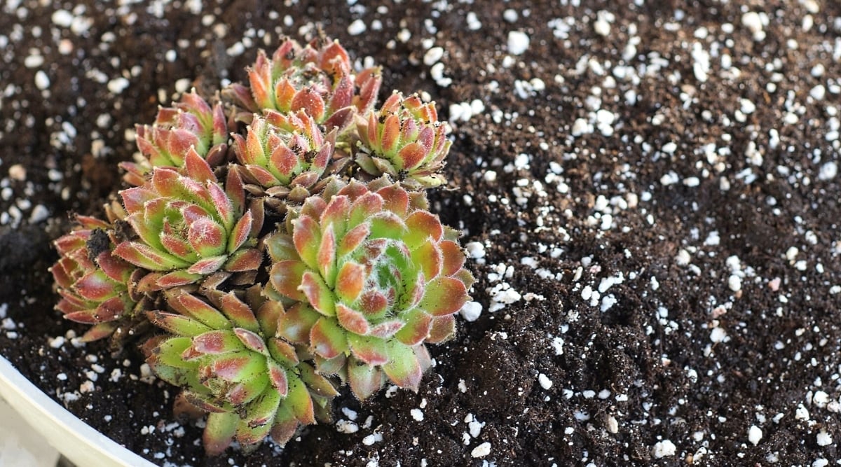 Close-up of a growing succulent in a white container. The soil is sprinkled with white granular fertilizer. Several small rosettes of fleshy green leaves with reddish tips.