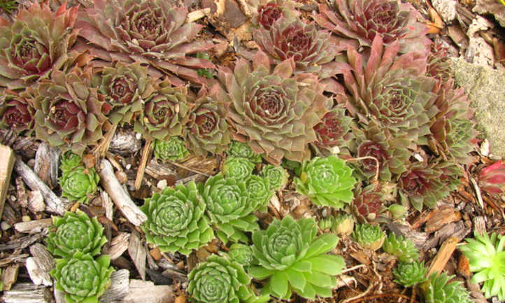 Hens and chicks