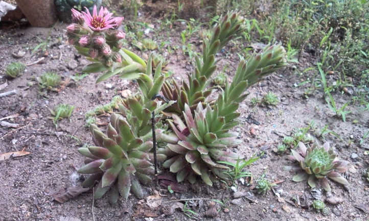 Hens starting to flower