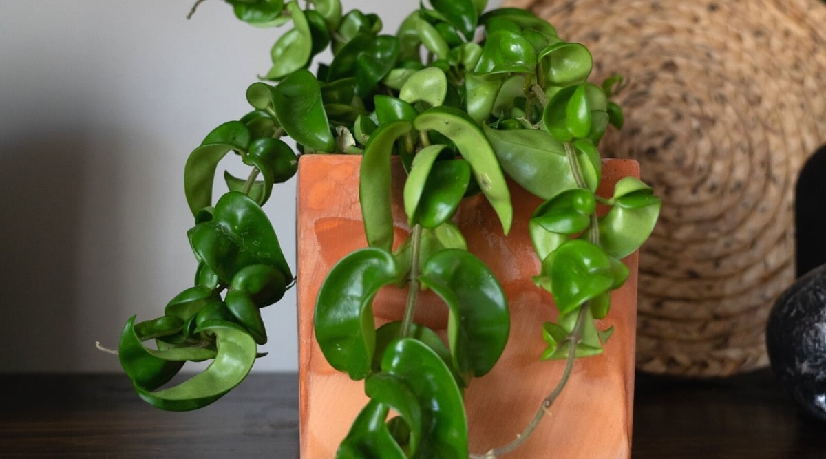 Close-up of a Hindu Rope succulent in an orange pot on a wooden table. The plant's climbing stems feature twisted, fleshy dark green leaves.