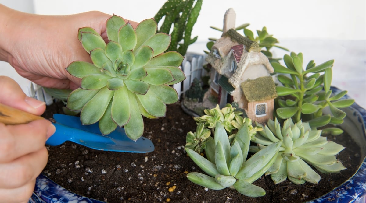 A hand with a blue trowel hovers over dark soil, poised to cultivate a succulent oasis in a carefully arranged blue pot. The miniature garden, adorned with assorted succulents, is complemented by a charming small house decoration.