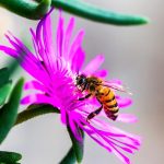 honey-bee-on-pink-ice-plant