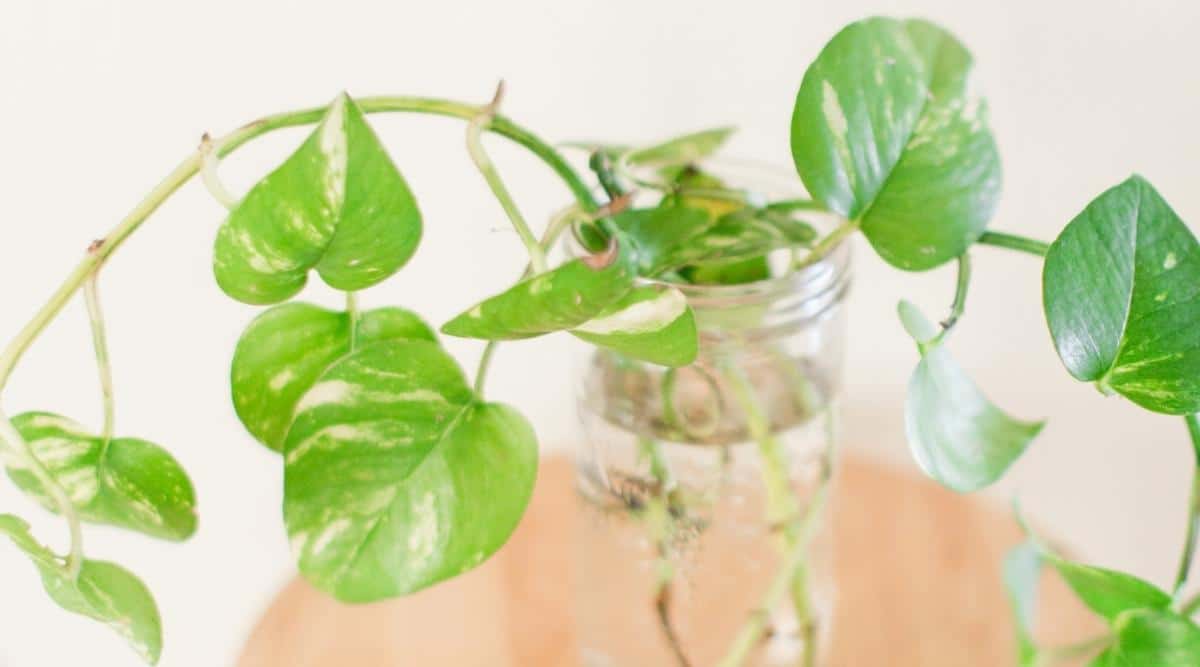 Houseplant Propagating in Water