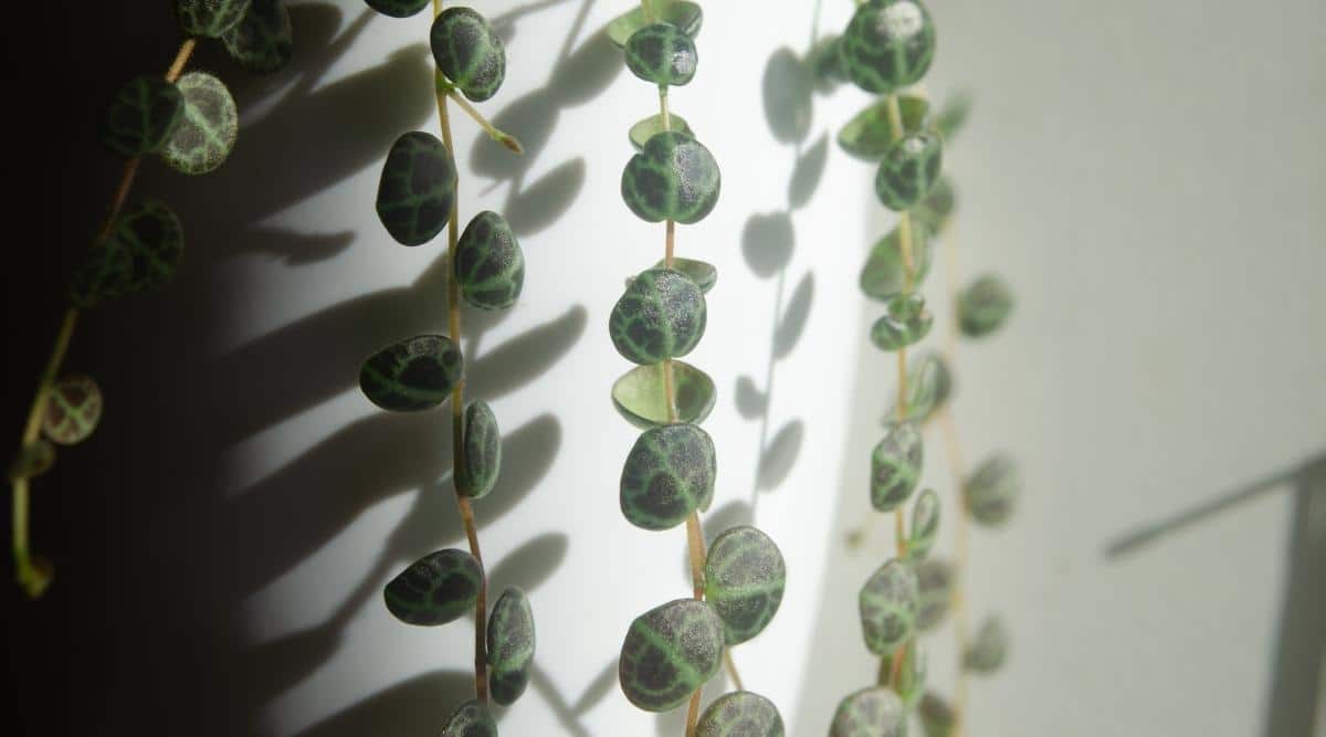 Houseplant Vines in Bright Indirect Light