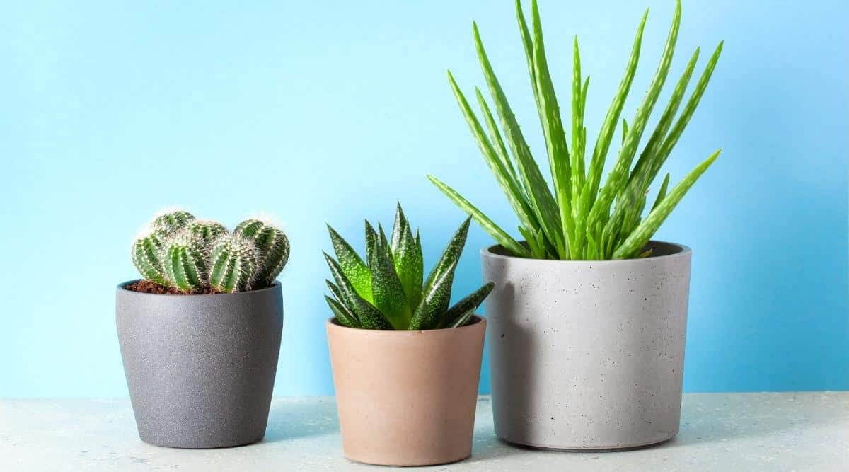 Green houseplants on a table: aloe vera, gasteria duval, parodia warasii. Each plant's unique features and habitat.