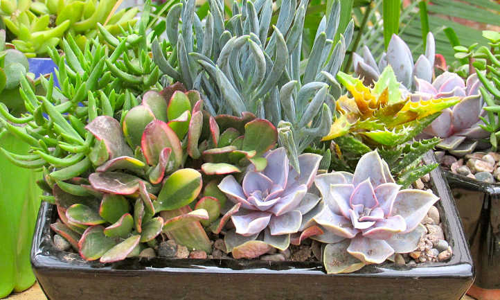 How long do succulents live