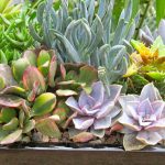 how-long-do-succulents-live