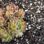 how-to-fertilize-succulents