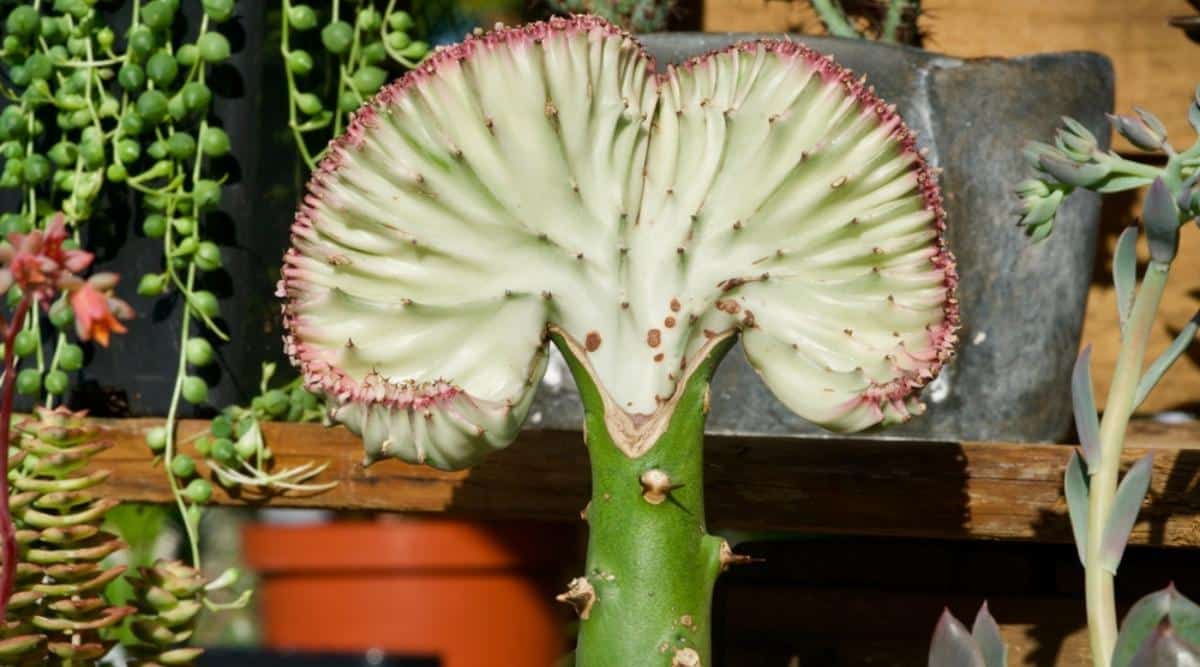 Close-up of the grafted succulent plant with a fan-shaped head, pale green with pink edges, wrinkled, and spiked, supported by a thick, spiked green stem. Other succulents like string of pearls are in the background, all under sunlight.