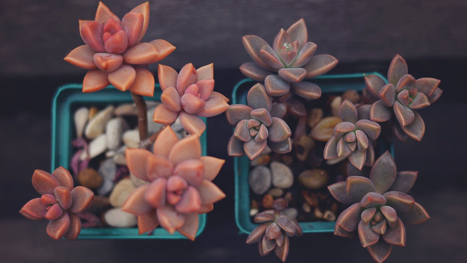 Close-up of two small blue planters hosting plants in light pink and dark purple hues, both featuring thick, plump leaves arranged in rosette clusters atop sturdy stems.