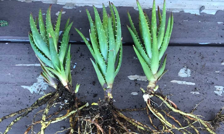 How to propagate aloe plants