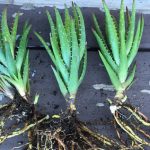 how-to-propagate-aloe-plants