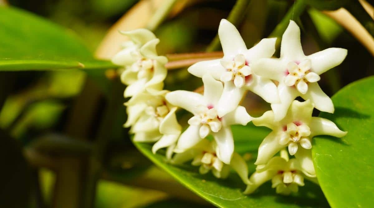 Albiflora  Variety