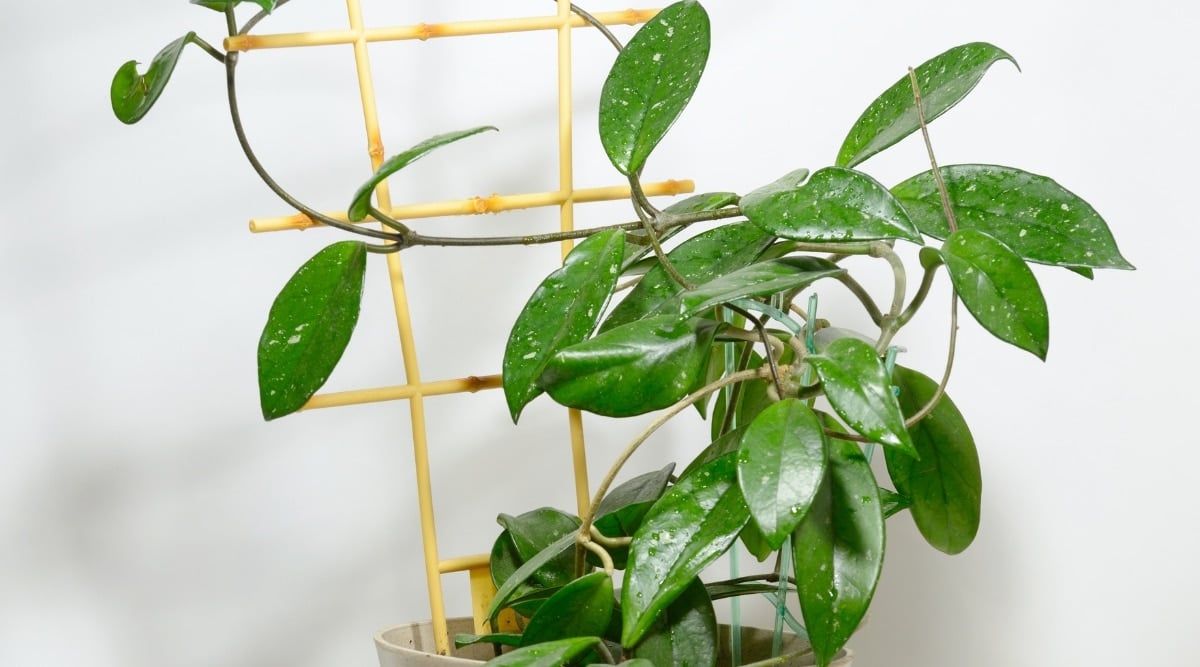 A vibrant potted hoya showcasing lush green leaves, positioned near a plant ladder, highlighting the foliage’s beauty even without flowers against a white setting.