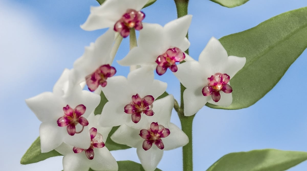 A close-up highlights the captivating Hoya bella flowers, standing out against a backdrop of lush green leaves. The blurred background adds depth, revealing a serene blue sky adorned with fluffy white clouds, providing a sense of tranquility.