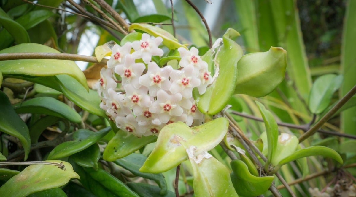 Hoya bella showcases a round formation of several exquisite flowers in uniformed shade of white.