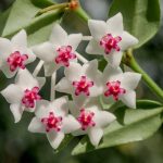 hoya-bella-plant-close-up