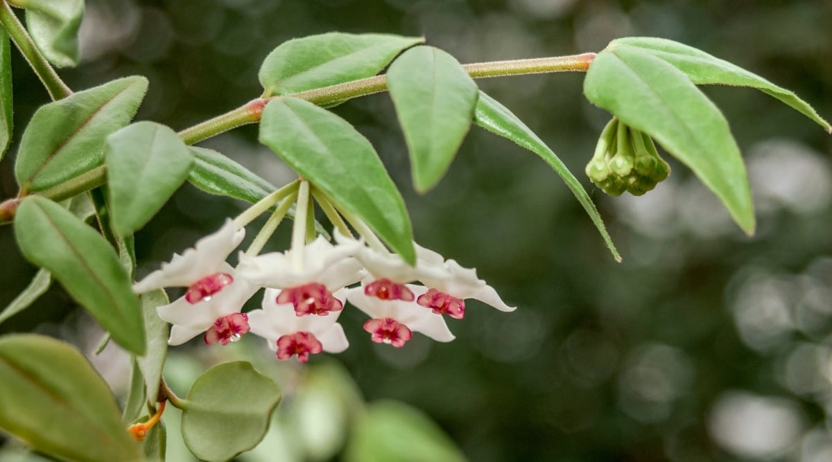 A close-up reveals a Hoya bella flower hanging upside down on a branch, defying gravity with grace. The flower is accompanied by green leaves, and in the blurred background, dark green leaves create a lush and verdant atmosphere.