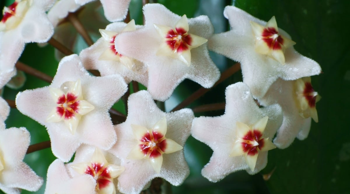 A close-up on the enchanting Hoya bella flowers, each resembling a double star.