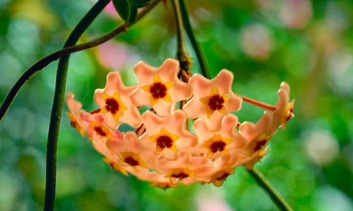 Wax plant flowering