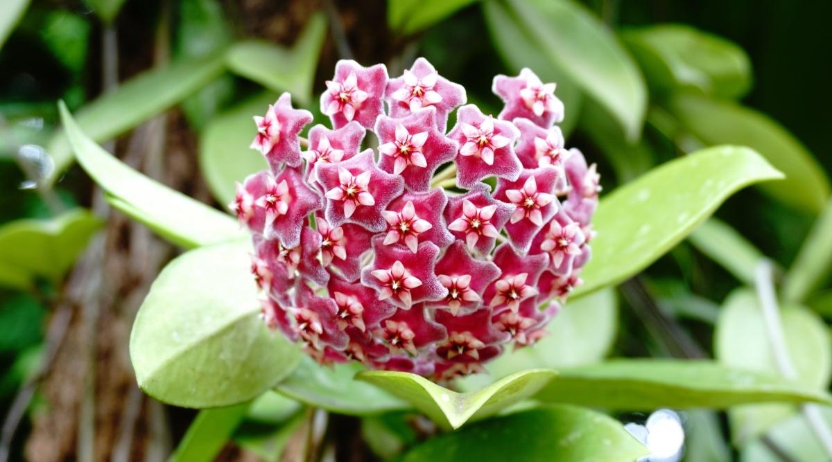 Diversifolia Variety