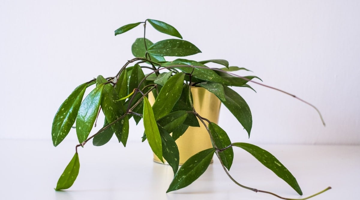 The potted hoya plant appears stunted with dark green leaves cascading towards the ground from a vibrant yellow pot, creating a captivating contrast against a white backdrop.