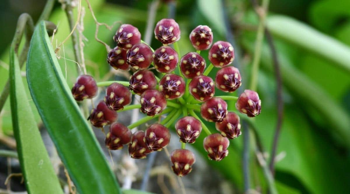 Hoya inconspicua