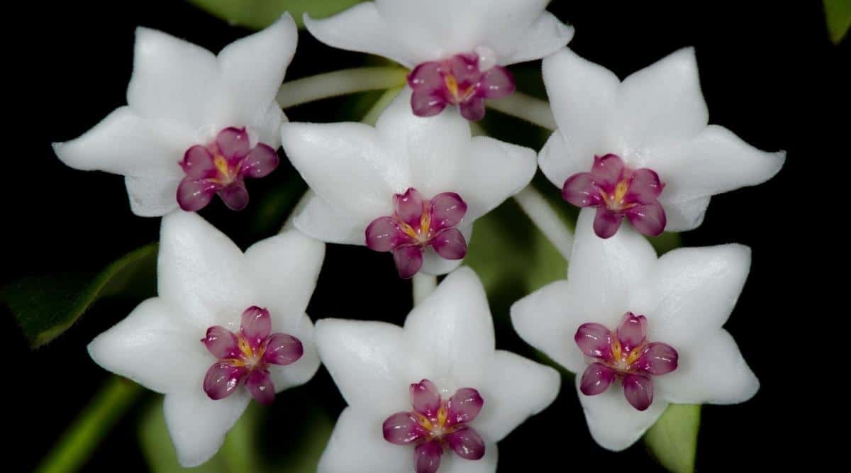 Hoya lanceolata bella