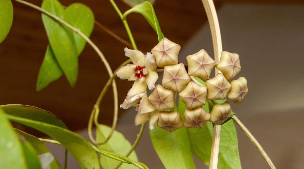 Hoya limoniaca