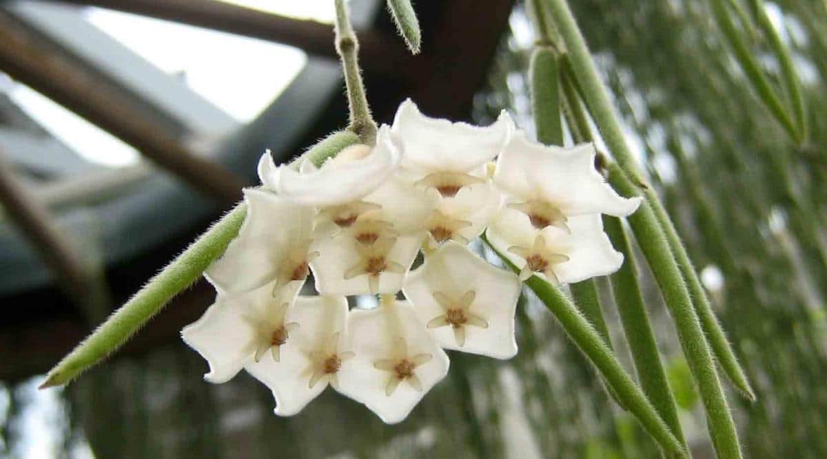 Hoya Linearis Plant