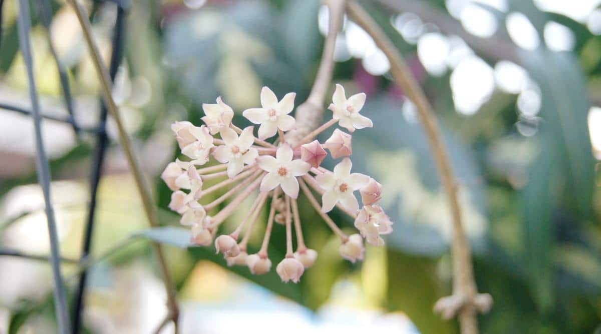 Hoya macrophylla