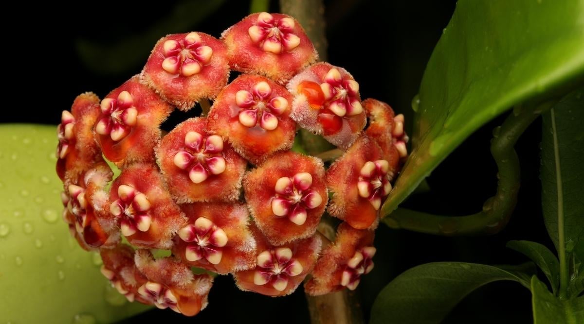 Hoya Meliflua