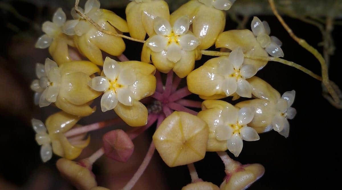 Hoya meredithii