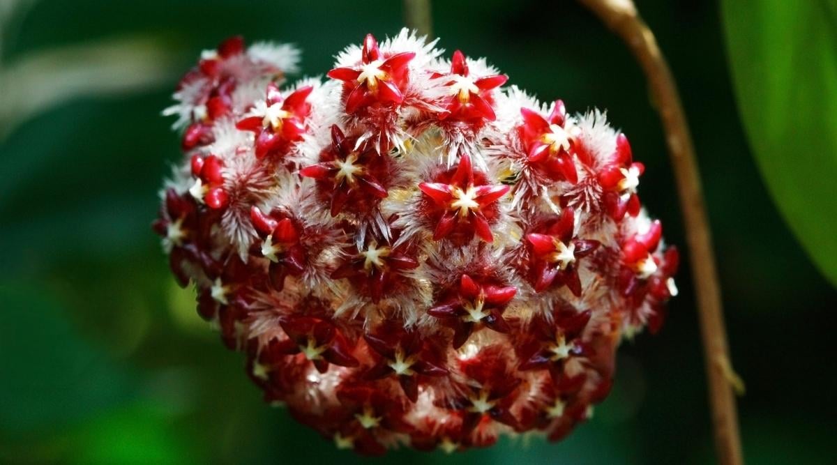 Hoya mindorensis