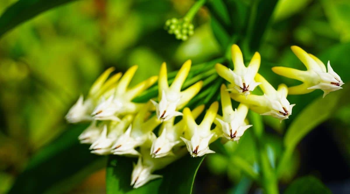 Hoya multiflora